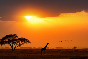 Silhouette of a giraffe walking through a field in Kenya, Africa at golden sunset hour.