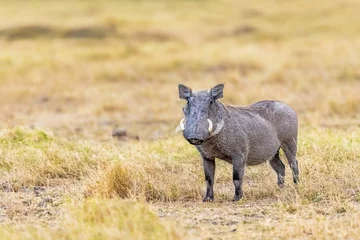 Fotobehang Poema A wild warthog puma standing facing and looking at camera as seen on a safari gane drive in Kenya, Africa  © adogslifephoto