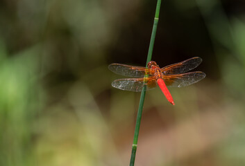 Libélula en vuelo