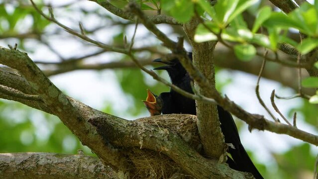 Black drongo (Dicrurus macrocercus) is feeding baby birds at the nest. The nest is built on a trident-shaped branch.