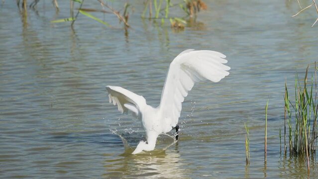 The little egret quickly turned around to catch the fish and swallowed it. Egretta garzetta. The Jiading Wetland are rich in grass and ecology. Kaohsiung City, Taiwan