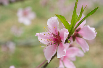 꽃 봄 식물 자연  봄