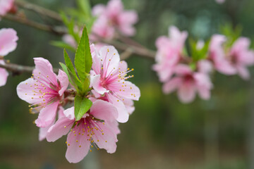 꽃 봄 식물 자연  봄