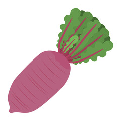 赤大根のイラスト