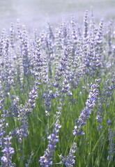 Field of Lavender, Lavandula angustifolia, Lavandula officinalis