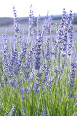Naklejka premium Field of Lavender, Lavandula angustifolia, Lavandula officinalis