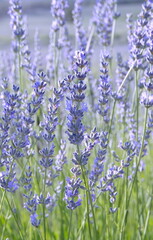 Field of Lavender, Lavandula angustifolia, Lavandula officinalis
