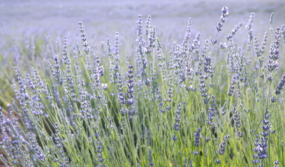 Field of Lavender, Lavandula angustifolia, Lavandula officinalis