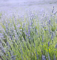 Field of Lavender, Lavandula angustifolia, Lavandula officinalis