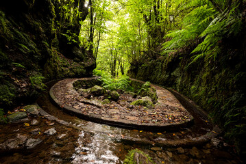 Curve of the water channel and footpath of the “Levada dos Cedros” hiking trail in a narrow valley bend, in primal, jungle-like forest scenery with giant fern fronds, Madeira, Portugal