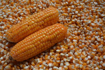 close up of corn