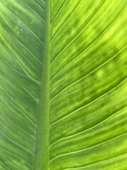 Fresh green canna leaf texture