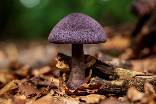 Close-up of a beautiful purple-capped mushroom in a forest, probably a violet cort or violet webcap (Cortinarius violaceus), surrounded by autumn leaves, Weser Uplands, Germany