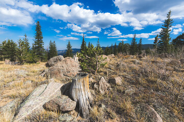 grass in the mountains