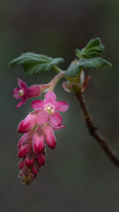 Pink flowers of the Chaparral Currant, Ribes malvaceum, in nature in California, with leaves, against green bokeh background