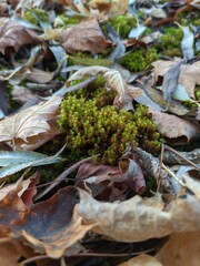autumn leaves in the snow