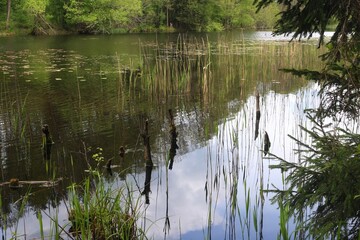 reflection of trees in water