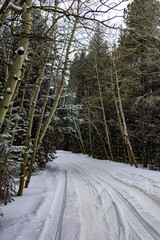 road in winter forest