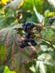 blackberry on the bush