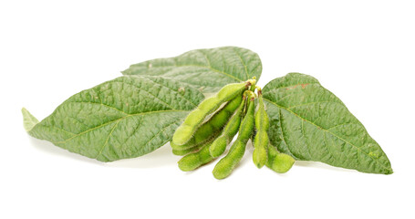 Fresh soybean on white background