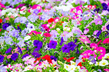 Obraz na płótnie Canvas A beautiful petal flower field in spring season at a botanical garden.