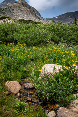 landscape with flowers and trees