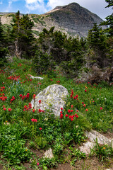landscape with flowers