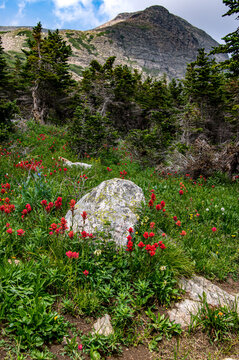 landscape with flowers
