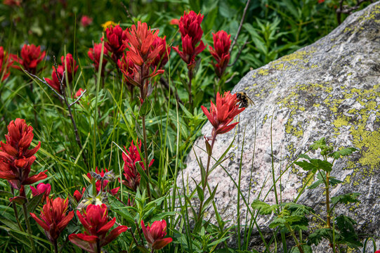 red poppy flowers