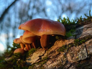 mushroom in the forest