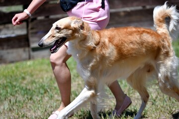 Fototapeta premium Russian dog greyhound - breed of hunting dogs, in the summer 