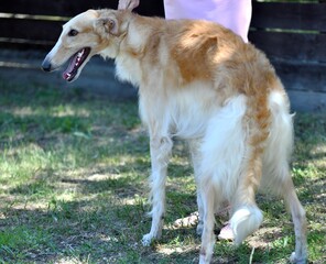 Russian dog greyhound - breed of hunting dogs, in the summer 