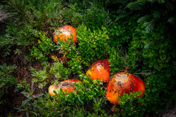red mushroom in the forest