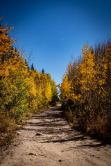 autumn in the forest