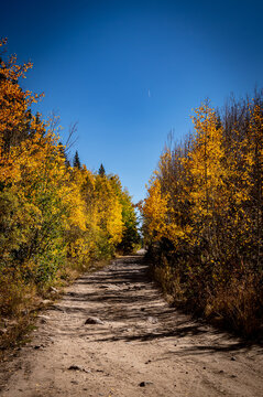 autumn in the forest