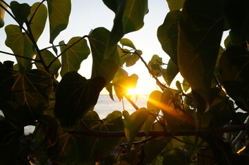 Sunset seen through the leaves