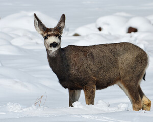 Fototapeta premium Mule Deer in the Snow