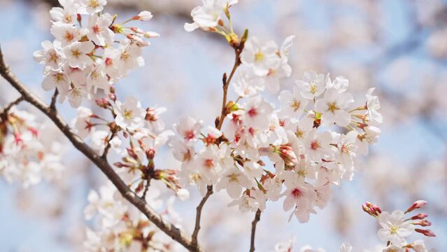満開の桜　花見
