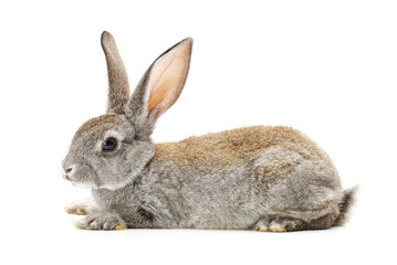 rabbit isolated on white background