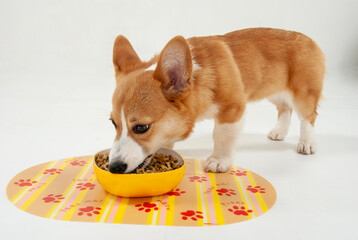 食事する犬