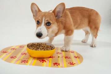 食事する犬