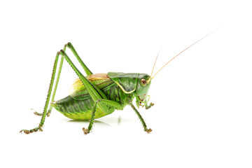 green grasshopper isolated on white