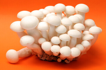 shimeji mushrooms white varieties  background