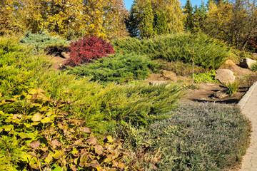 Bushes of Japanese garden juniper in park