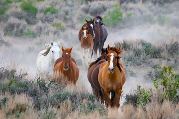 A herd of horses runs through shrubs in the high desert of Northern Colorado