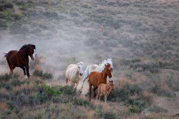 A herd of horses is led by a foal as it runs through the high desert of Northern Colorado