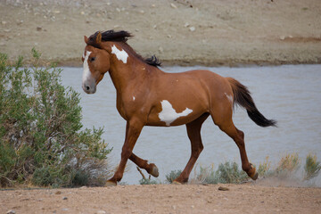 Obraz premium A young wild horse trots to a watering hole in the high desert of Colorado