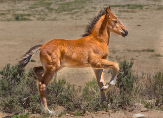 Naklejka na ściany i meble A young wild foal caught running through a high desert area