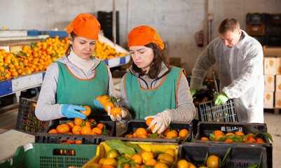 Three concentrated male and female employees controlling quality of ripe tangerines on sorting line