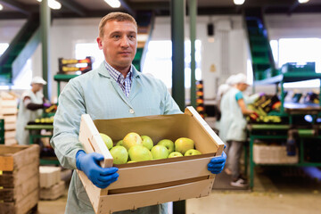 Fototapeta premium Glad smiling male employee in blue uniform carrying box with fresh ripe apples selected on sorting line